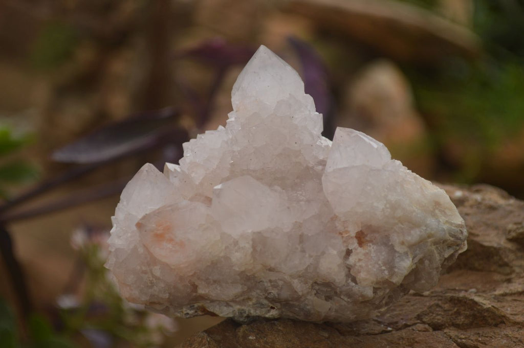 Natural Spirit Cactus Flower Quartz Clusters x 3 From Boekenhouthoek, South Africa - Toprock Gemstones and Minerals 
