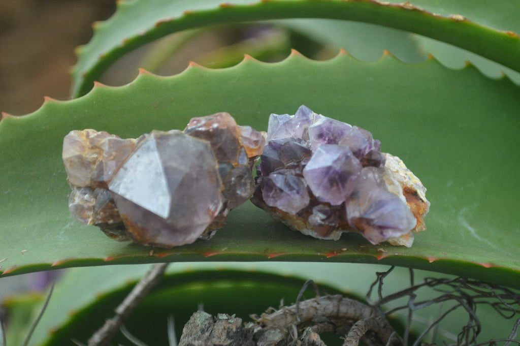 Natural Spirit Amethyst Quartz Crystals  x 24 From Boekenhouthoek, South Africa - Toprock Gemstones and Minerals 