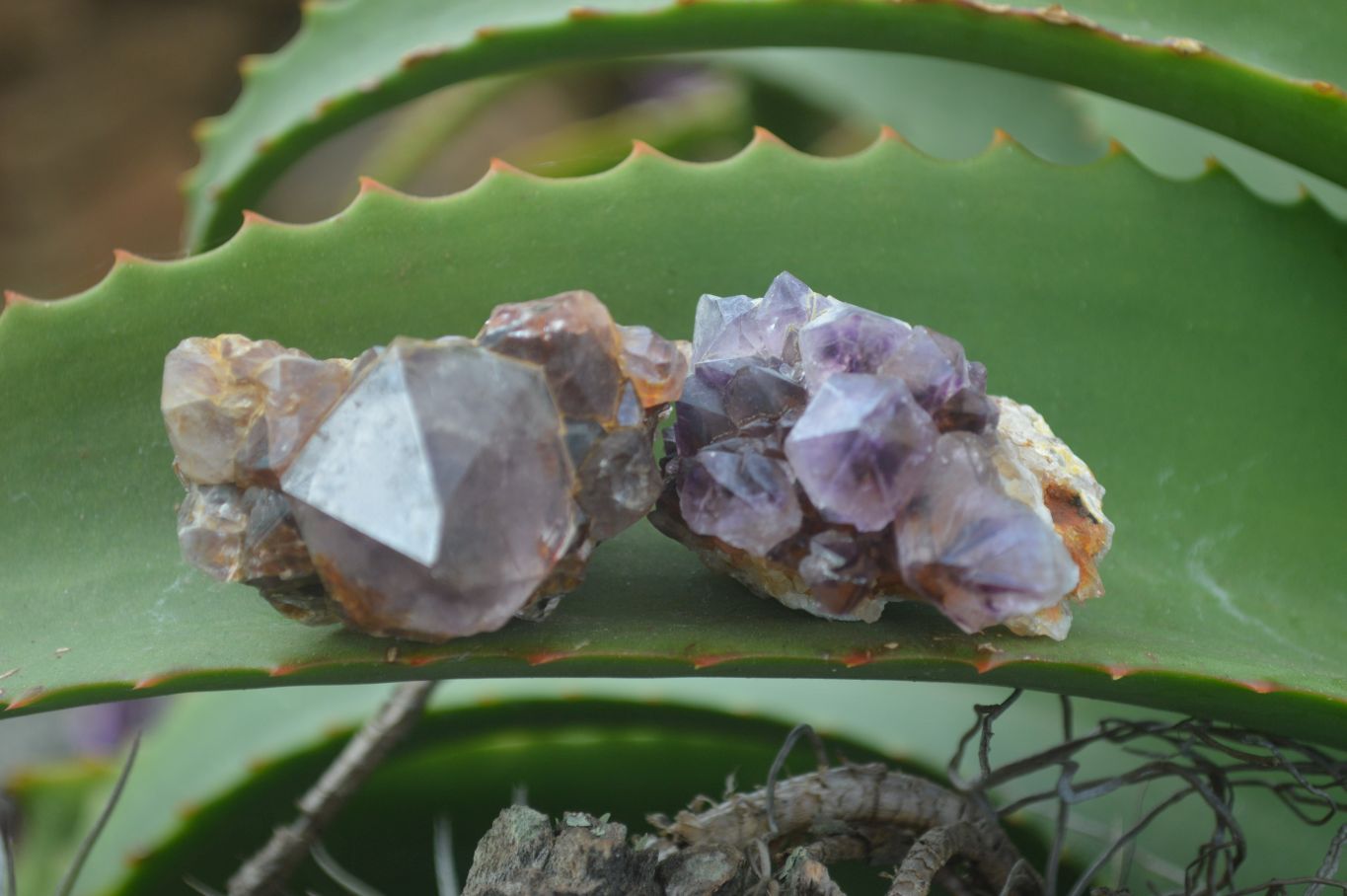Natural Spirit Amethyst Quartz Crystals  x 24 From Boekenhouthoek, South Africa - Toprock Gemstones and Minerals 