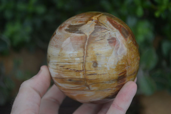 Polished Petrified Red Podocarpus Wood Spheres  x 2 From Madagascar - Toprock Gemstones and Minerals 