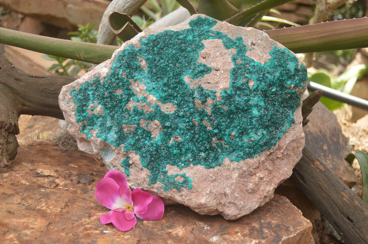 Natural Rare Massive Emerald Dioptase Specimen  x 1 From Congo - TopRock