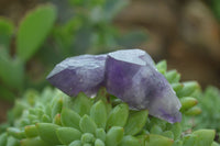 Polished Small Single Amethyst Crystals  x 70 From Zambia - Toprock Gemstones and Minerals 