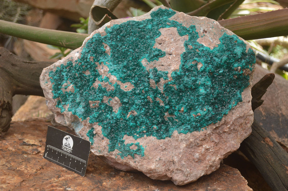 Natural Rare Massive Emerald Dioptase Specimen  x 1 From Congo - TopRock