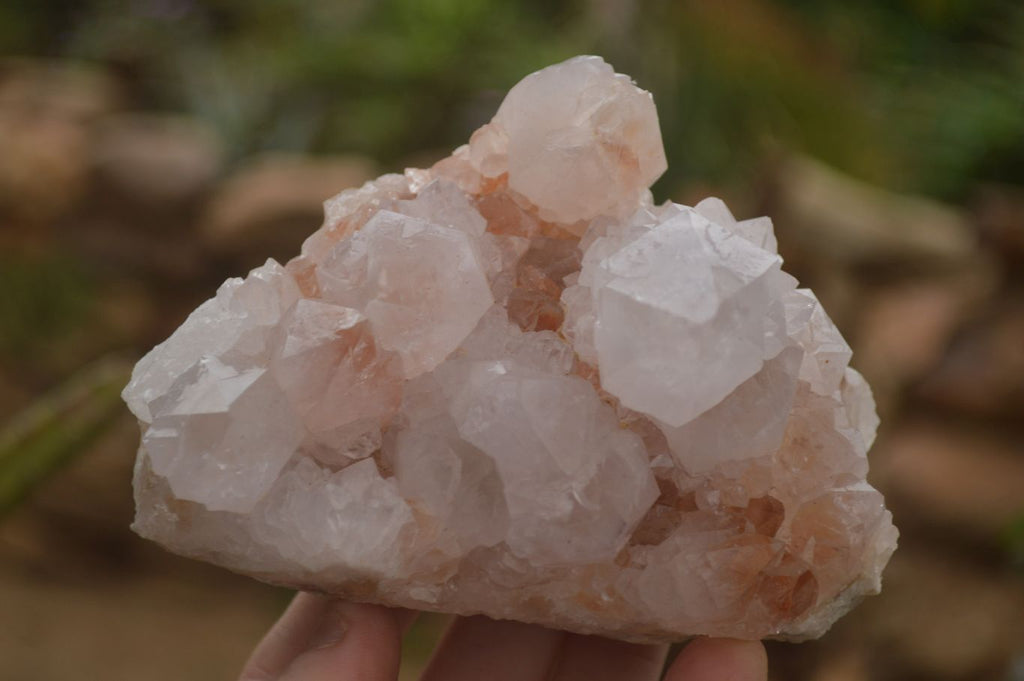 Natural Spirit Cactus Flower Quartz Clusters x 3 From Boekenhouthoek, South Africa - Toprock Gemstones and Minerals 