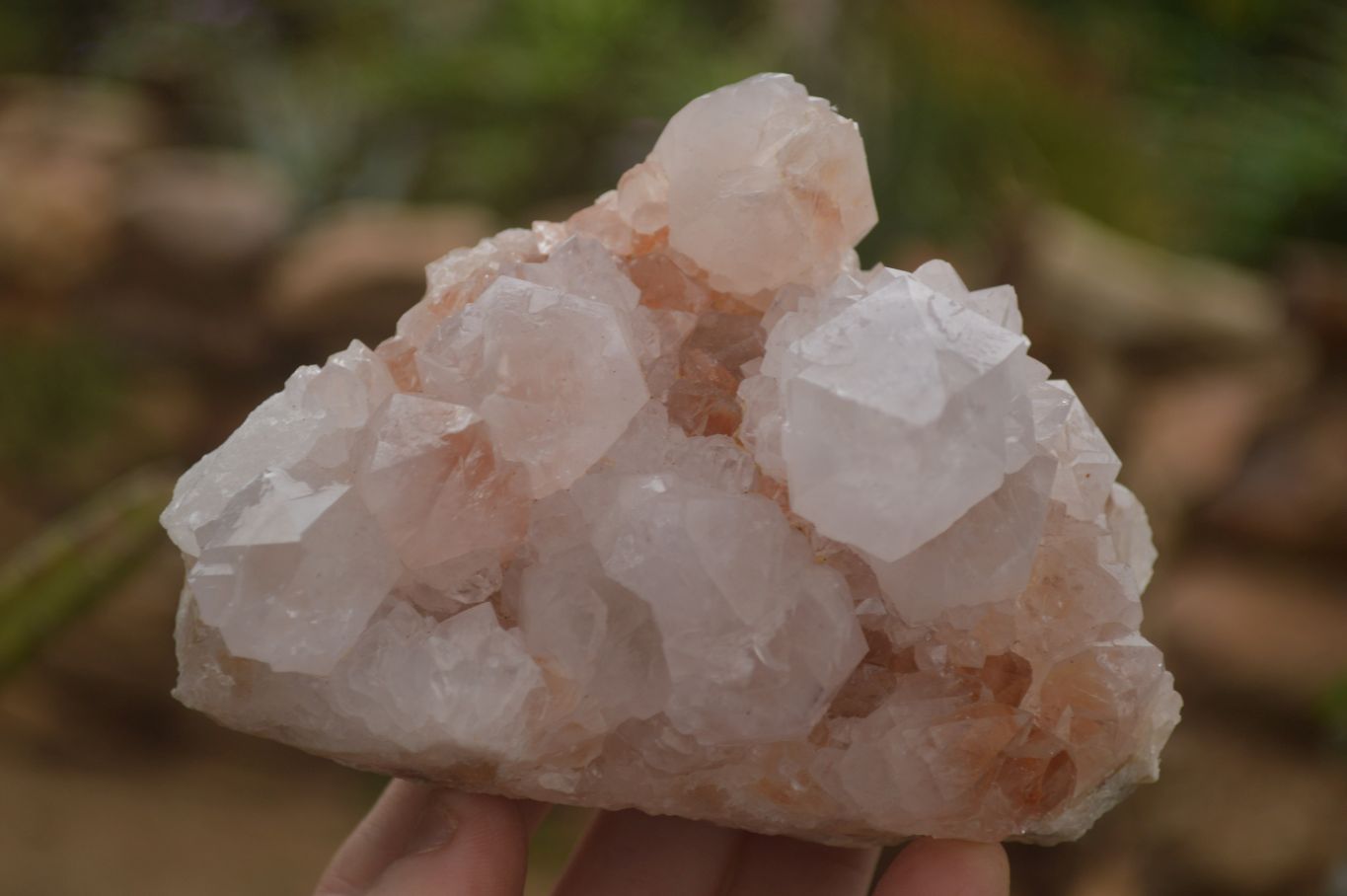 Natural Spirit Cactus Flower Quartz Clusters x 3 From Boekenhouthoek, South Africa - Toprock Gemstones and Minerals 