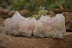 Natural Spirit Cactus Flower Quartz Clusters x 3 From Boekenhouthoek, South Africa - Toprock Gemstones and Minerals 