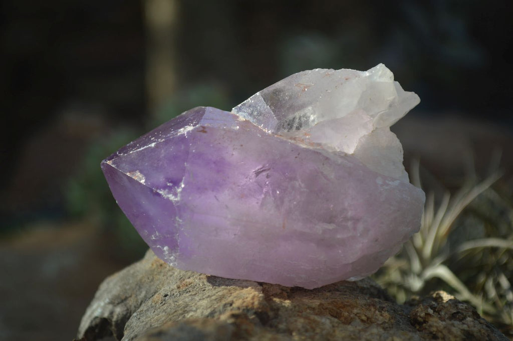 Natural Single Jacaranda Amethyst Crystals x 12 From Mumbwe, Zambia - Toprock Gemstones and Minerals 