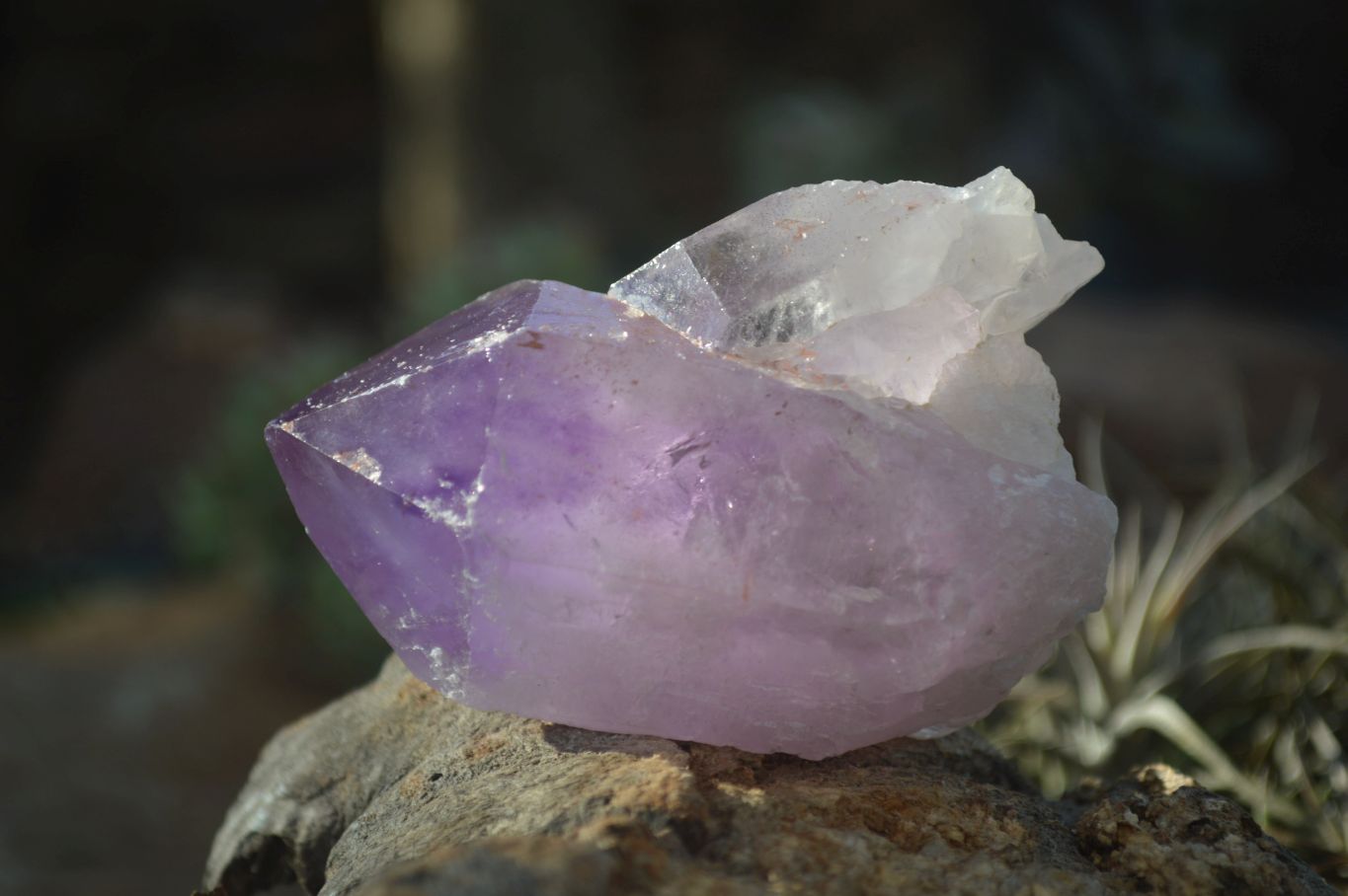 Natural Single Jacaranda Amethyst Crystals x 12 From Mumbwe, Zambia - Toprock Gemstones and Minerals 