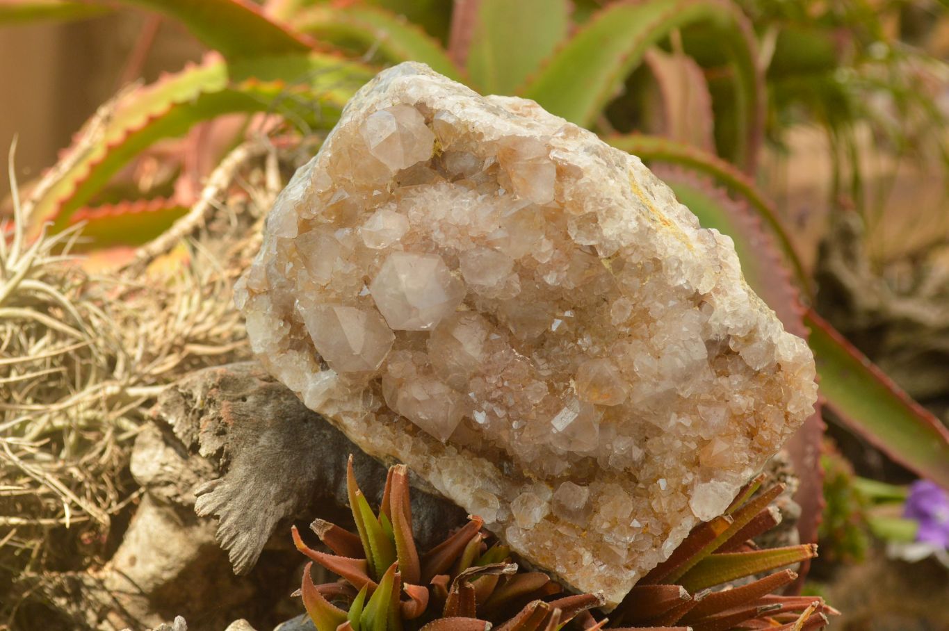 Polished Large Spirit Quartz Clusters  x 2 From Boekenhouthoek, South Africa - TopRock