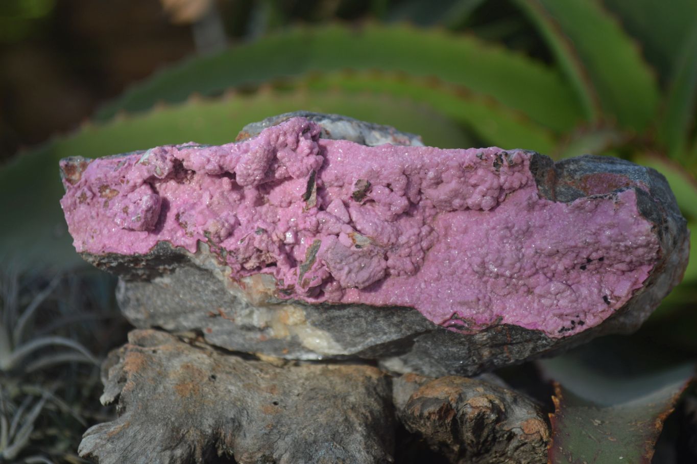 Natural Pink Salrose Cobaltion Dolomite Specimens  x 3 From Kakanda, Congo - Toprock Gemstones and Minerals 