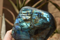 Polished Labradorite Standing Free Forms With Blue & Gold Flash  x 2 From Tulear, Madagascar - TopRock
