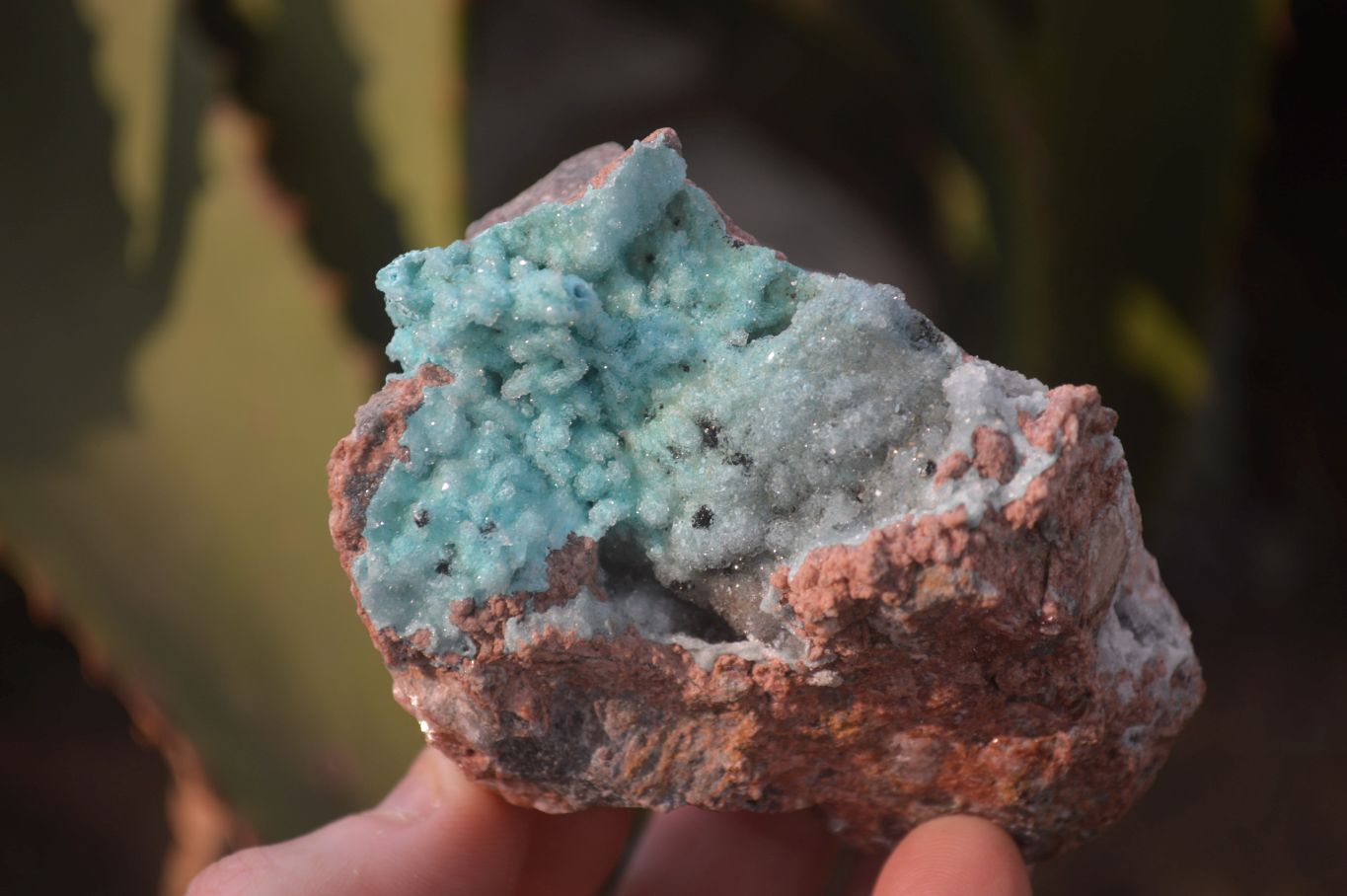 Natural Drusy Coated Chrysocolla Dolomite Specimens x 3 From Congo - Toprock Gemstones and Minerals 
