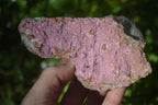 Natural Pink Salrose Cobaltion Dolomite Specimens  x 3 From Kakanda, Congo - Toprock Gemstones and Minerals 