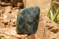Polished Labradorite Standing Free Forms With Blue & Gold Flash  x 2 From Tulear, Madagascar - TopRock