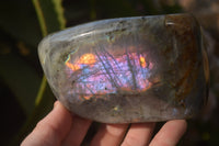 Polished Rare Purple Flash Labradorite Standing Free Forms x 2 From Tulear, Madagascar - Toprock Gemstones and Minerals 