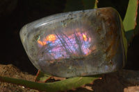 Polished Rare Purple Flash Labradorite Standing Free Forms x 2 From Tulear, Madagascar - Toprock Gemstones and Minerals 