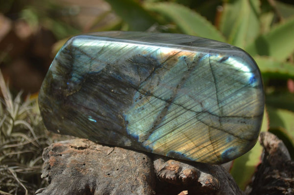 Polished Labradorite Standing Free Form With Intense Blue & Gold Flash x 1 From Tulear, Madagascar - TopRock