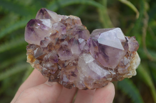 Natural Rare Dark Purple Spirit Amethyst Clusters  x 4 From Boekenhouthoek, South Africa - Toprock Gemstones and Minerals 