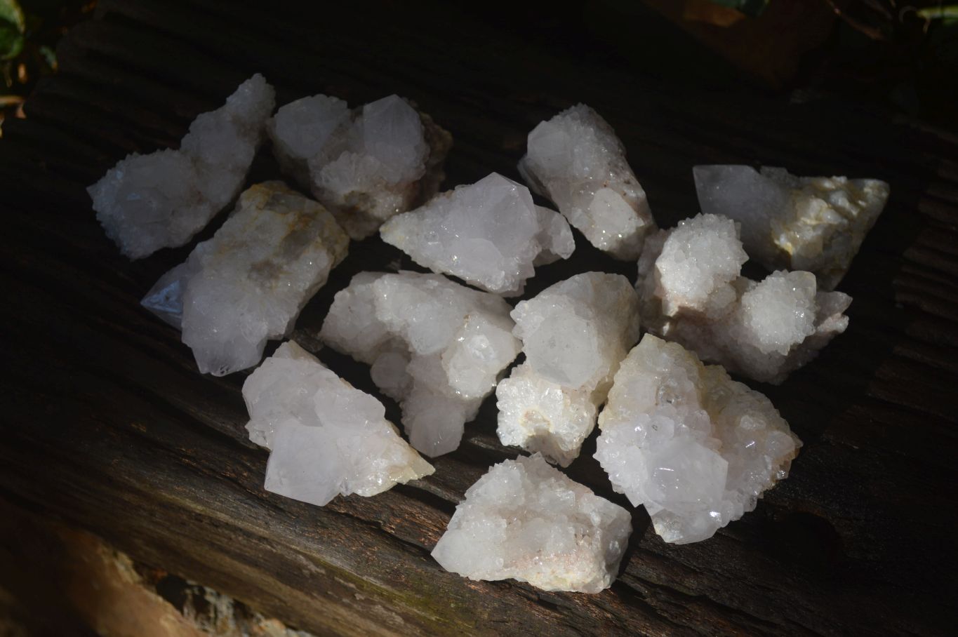 Natural White Cactus Flower Spirit Quartz Specimens x 12 From Boekenhouthoek, South Africa - Toprock Gemstones and Minerals 