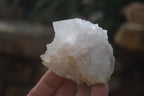 Natural White Cactus Flower Spirit Quartz Specimens x 12 From Boekenhouthoek, South Africa - Toprock Gemstones and Minerals 