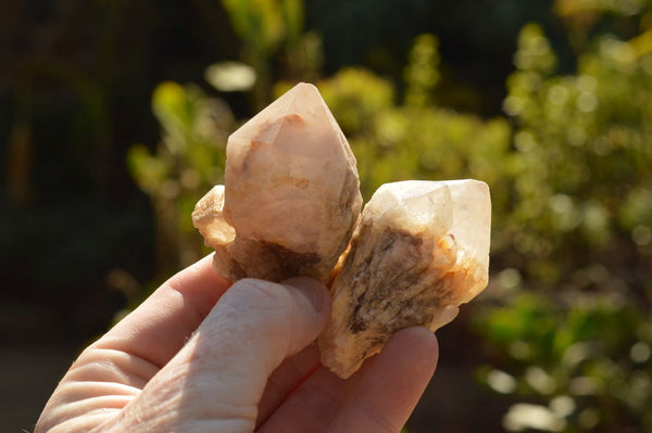 Natural Single Pineapple Quartz Crystals  x 35 From Madagascar - TopRock