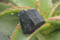 Natural Schorl Black Tourmaline Specimens x 6 From Erongo, Namibia - Toprock Gemstones and Minerals 