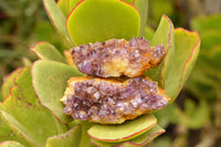 Natural Small Dark "Amethystos" Amethyst Clusters x 35 From Kwaggafontein, South Africa - TopRock