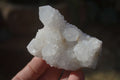 Natural White Cactus Flower Spirit Quartz Specimens x 12 From Boekenhouthoek, South Africa - Toprock Gemstones and Minerals 
