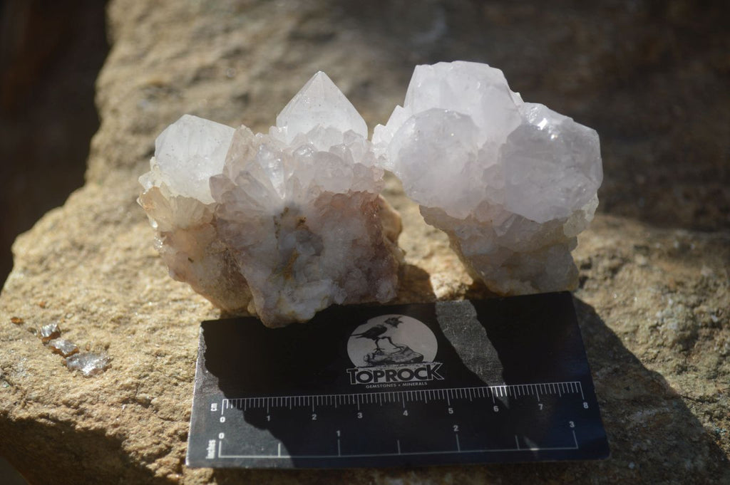 Natural White Cactus Flower Spirit Quartz Specimens x 12 From Boekenhouthoek, South Africa - Toprock Gemstones and Minerals 