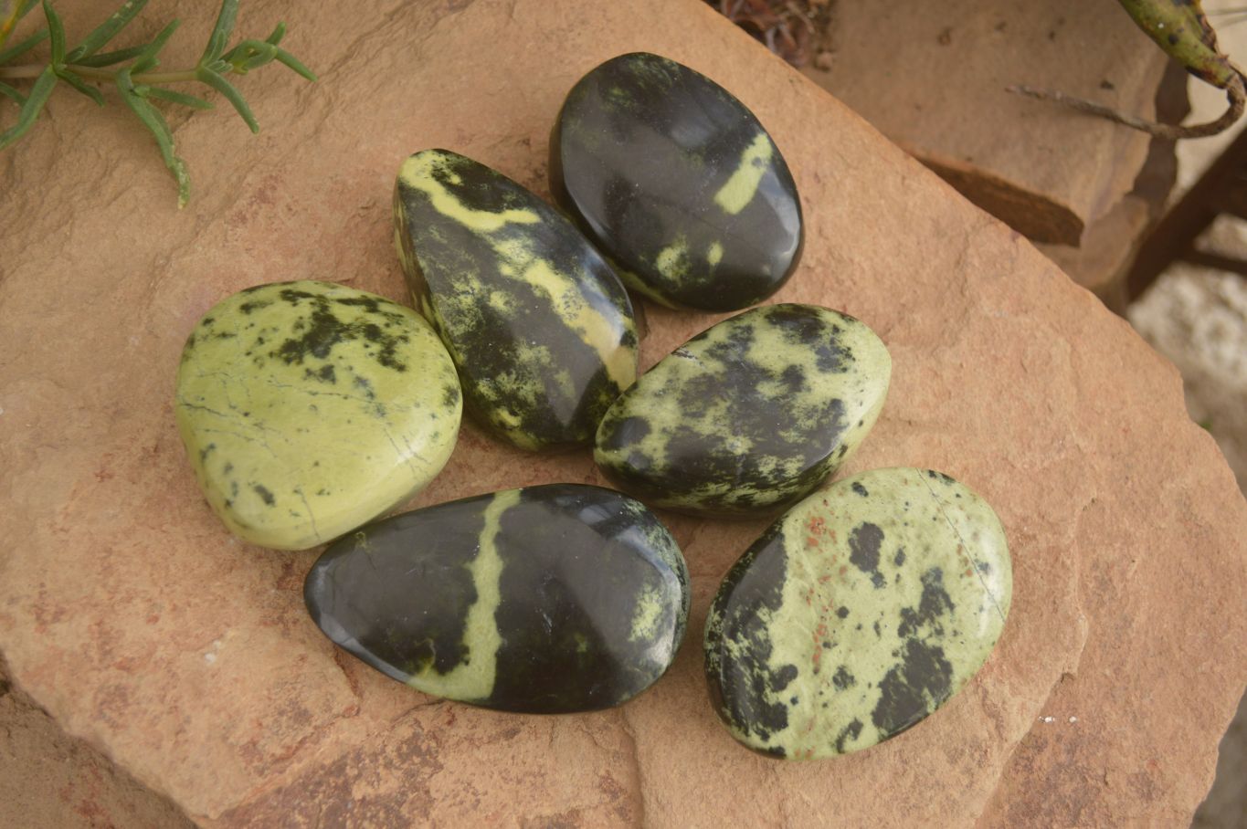 Polished Leopard Stone Free Forms  x 6 From Zimbabwe - Toprock Gemstones and Minerals 