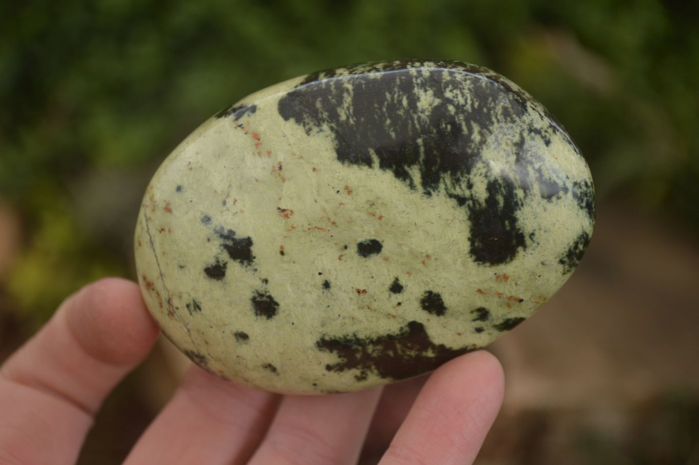 Polished Leopard Stone Free Forms  x 6 From Zimbabwe - Toprock Gemstones and Minerals 