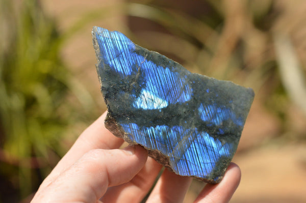 Polished One Side Polished Labradorite Slices  x 12 From Tulear, Madagascar - TopRock