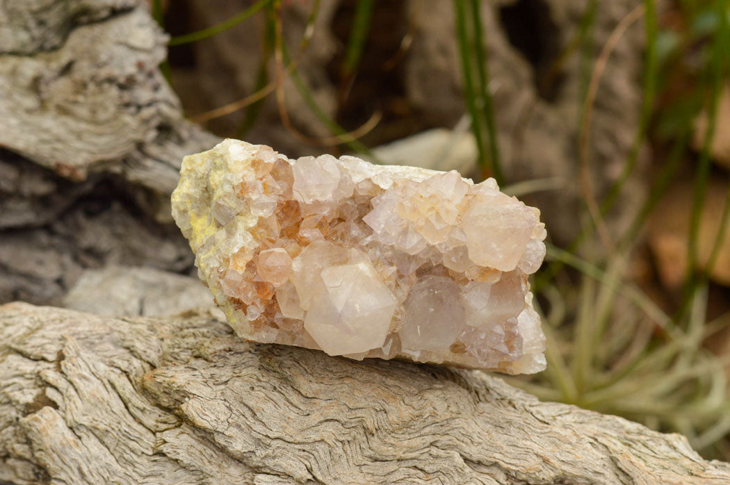 Natural Drusi Coated Spirit Cactus Quartz Clusters  x 4 From Boekenhouthoek, South Africa - TopRock