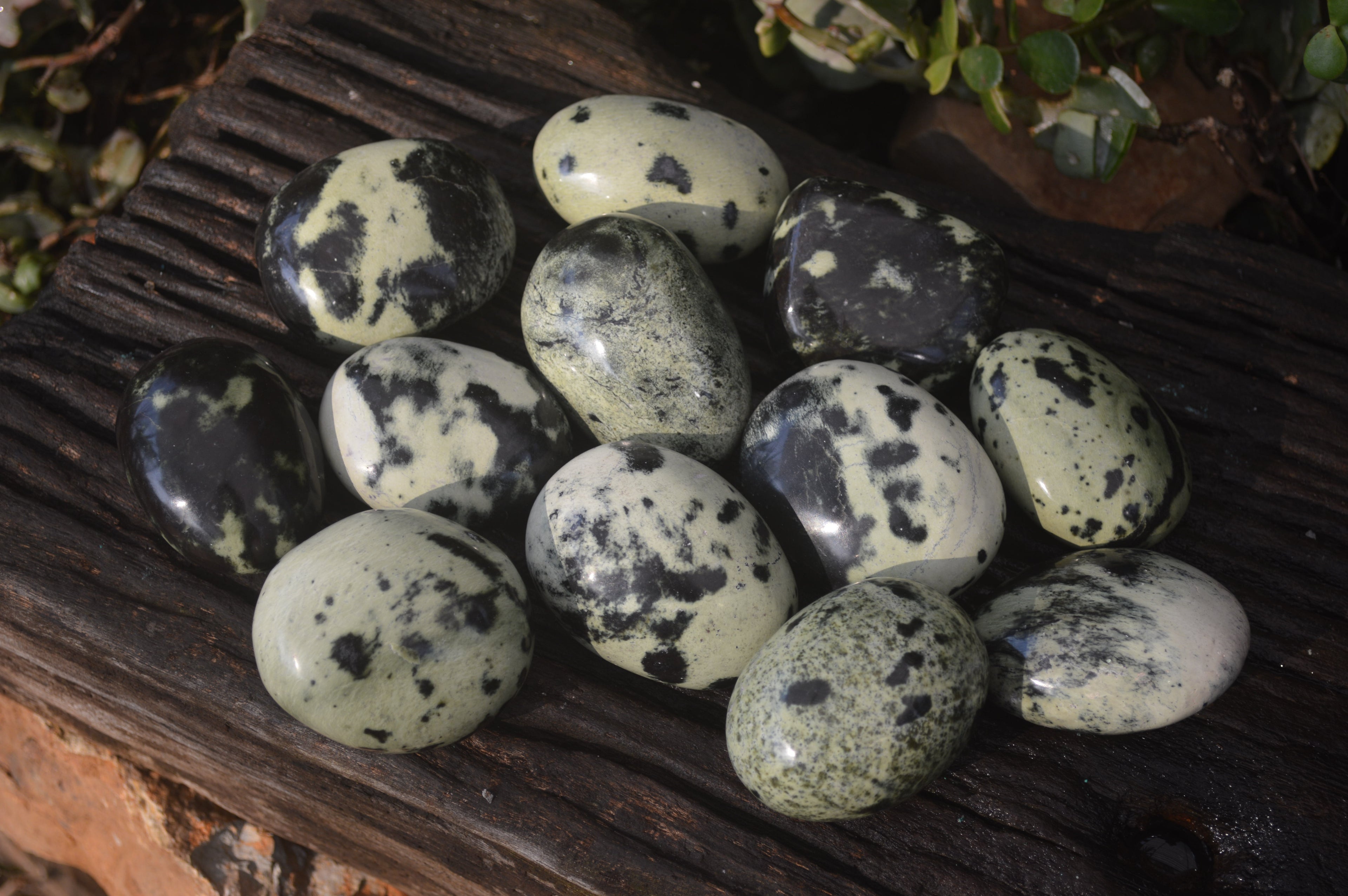 Polished Leopard Stone Palm Stones  x 12 From Zimbabwe - Toprock Gemstones and Minerals 