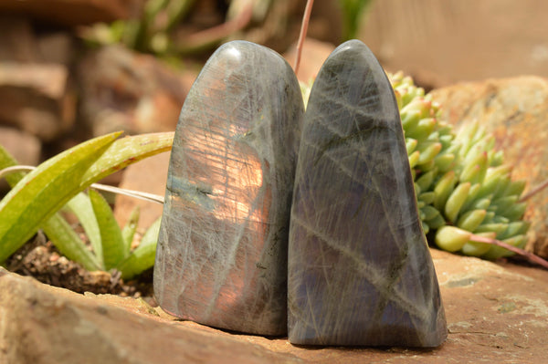 Polished Rare Purple Flash Labradorite Standing Free Forms  x 4 From Tulear, Madagascar - TopRock