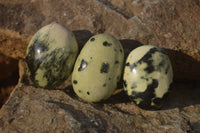 Polished Leopard Stone Palm Stones  x 12 From Zimbabwe - Toprock Gemstones and Minerals 