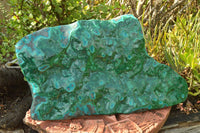 Polished XL Malachite Free Form With Blue Chrysocolla Rings x 1 From Congo - TopRock