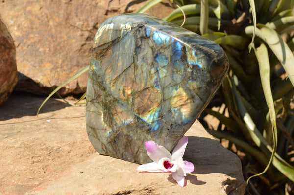 Polished Labradorite Standing Free Form With Gorgeous Multi Colour Flash  x 1 From Tulear, Madagascar - TopRock