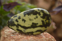 Polished Leopard Stone Free Forms  x 6 From Zimbabwe - Toprock Gemstones and Minerals 