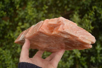 Natural Extra Large Sunset Orange Calcite Specimen x 1 From Spitzkop, Namibia - Toprock Gemstones and Minerals 