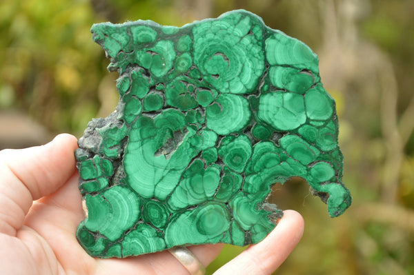 Polished Flower & Banded Malachite Slices x 4 From Congo - TopRock