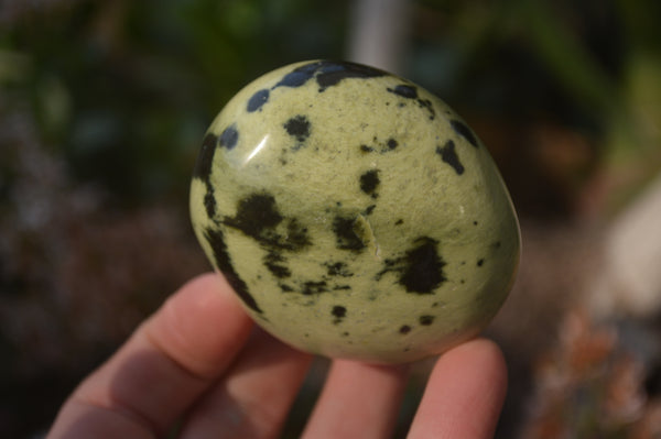 Polished Leopard Stone Palm Stones  x 12 From Zimbabwe - Toprock Gemstones and Minerals 
