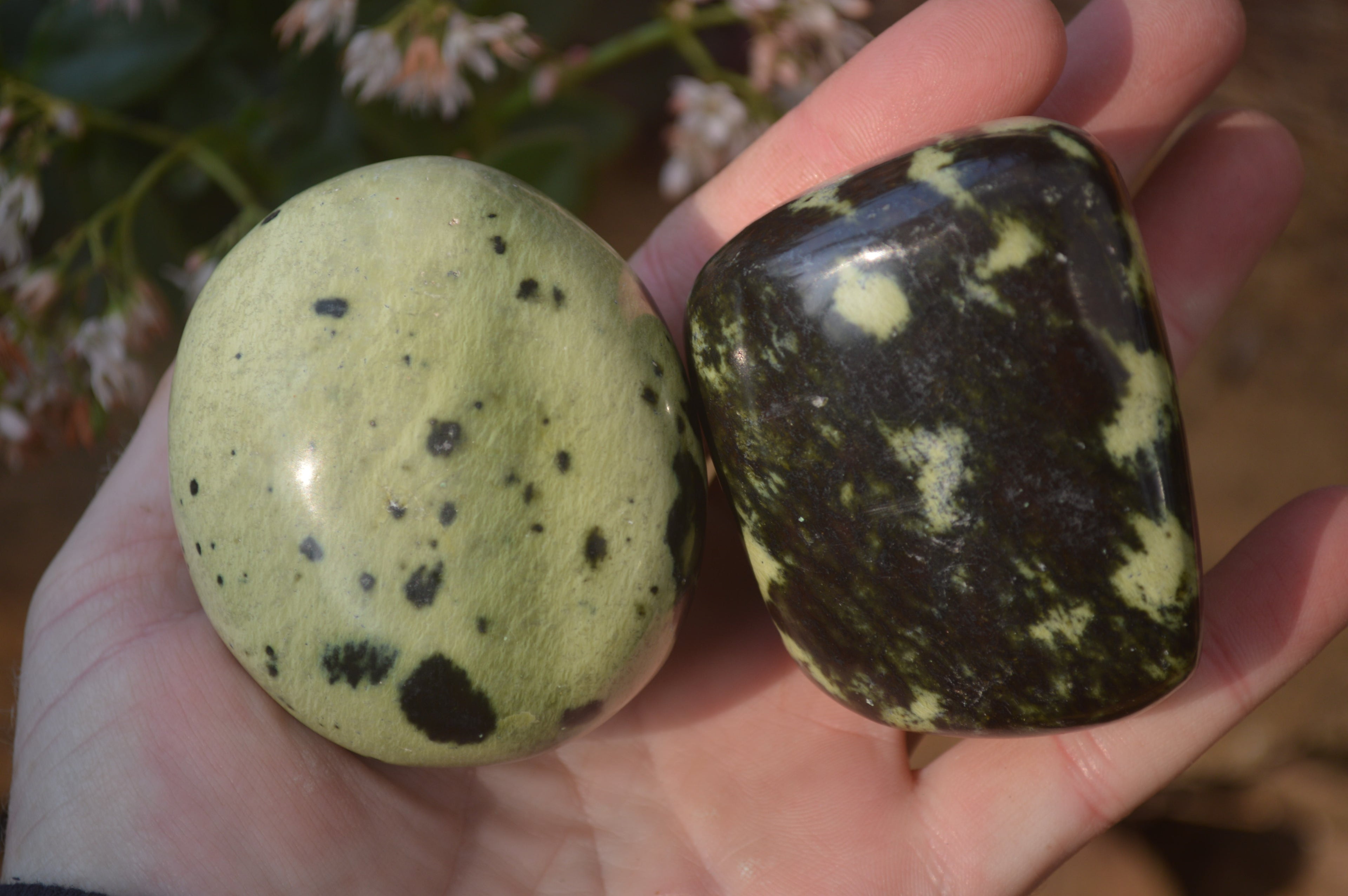 Polished Leopard Stone Palm Stones  x 12 From Zimbabwe - Toprock Gemstones and Minerals 