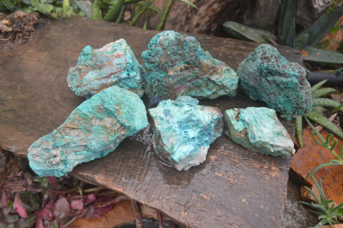 Natural Rough Chrysocolla Specimens  x 6 From Kaokoveld, Namibia - Toprock Gemstones and Minerals 