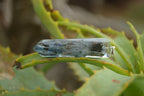 Polished Packaged Hand Crafted Resin Pendant with Kyanite Chips - sold per piece - From Bulwer, South Africa - TopRock