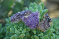 Natural Small Dark Amethyst Crystal Plates  x 70 From Mapatizya, Zambia - Toprock Gemstones and Minerals 