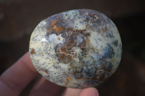 Polished Dendritic Opal Palm Stones  x 12 From Madagascar