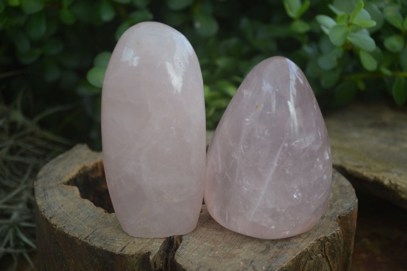Polished Pink Rose Quartz Standing Free Forms  x 4 From Madagascar - Toprock Gemstones and Minerals 