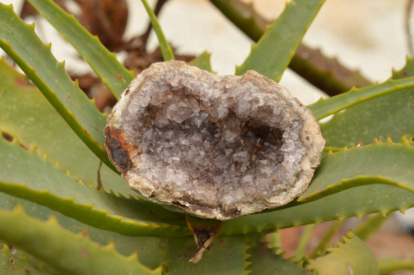 Natural Amethyst In Basalt Geode Specimens x 4 From Zululand, South ...