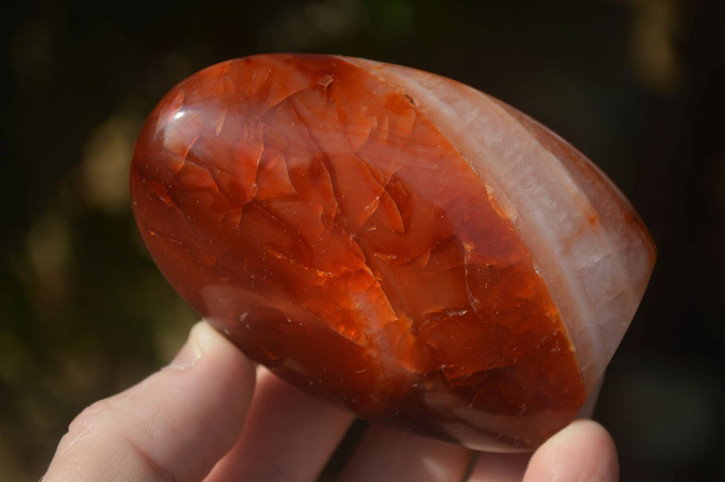 Polished Carnelian Agate Standing Free Forms  x 6 From Madagascar - Toprock Gemstones and Minerals 